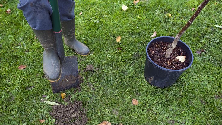 tree planting_shovel